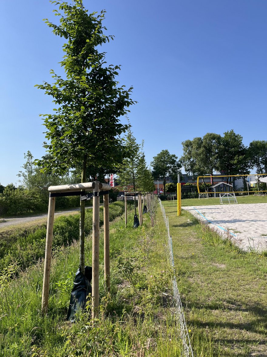 Volleyballfeld_Baeume