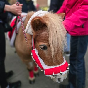 Der Weihnachtsmann kam mit dem Weihnachtspony Püppi vorbei. Foto: PFL