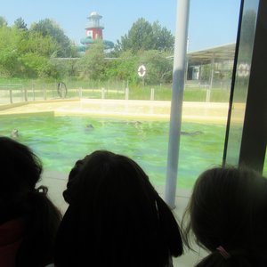 Die Vorschulkindern waren zu Besuch in der Seehundaufzuchtstation in Norden/Norddeich. Foto: DiKiTa