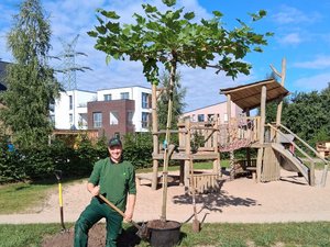 Die Kita Hannah Arendt freut sich über vier gespendete Bäume vom Garten- und Landschaftsbaubetrieb Johannes Speckmann.