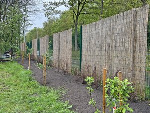 Neue Vogel- und Insektenschutzhecke beim inklusiven Gartenprojekt „Querbeet“. Foto: Sabine Müller